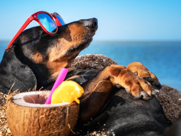 Pet Friendly Holiday Rentals Traveling with Your Furry Friend in Europe