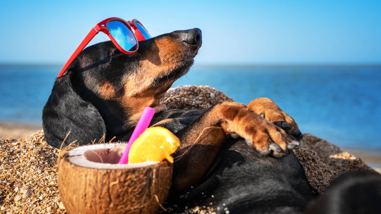 Pet Friendly Holiday Rentals Traveling with Your Furry Friend in Europe